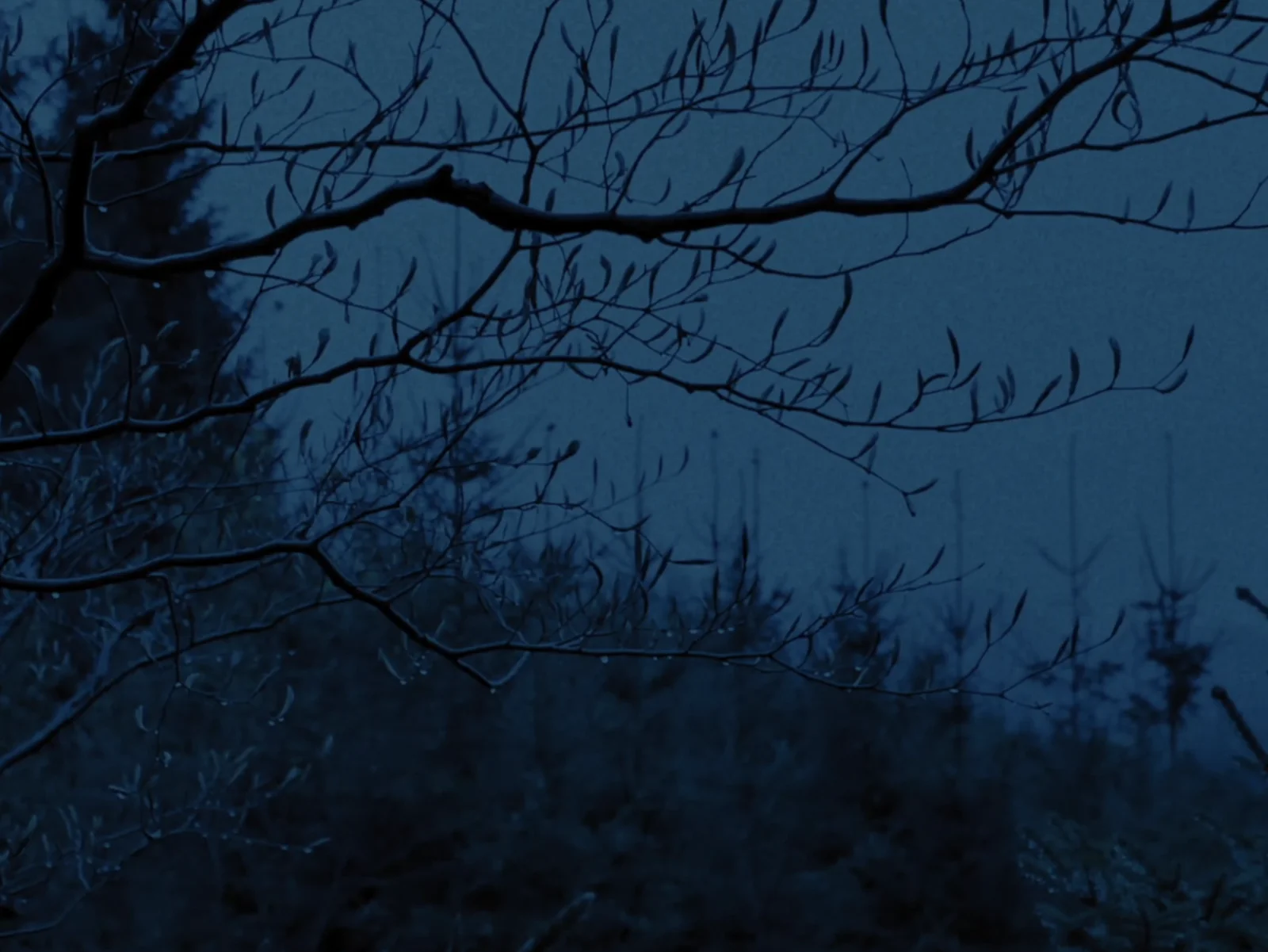 Blue woodland with silhouetted branches